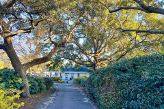 Litchfield-Country-Club-Oak-Trees