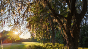 Tradition 16th Tee Oak Tree